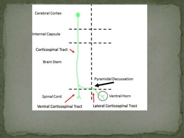 Motor tracts of brain and spinal cord | PPTX | Brain and Nervous System ...