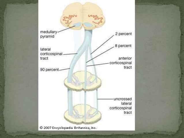 Motor tracts of brain and spinal cord | PPTX | Brain and Nervous System ...