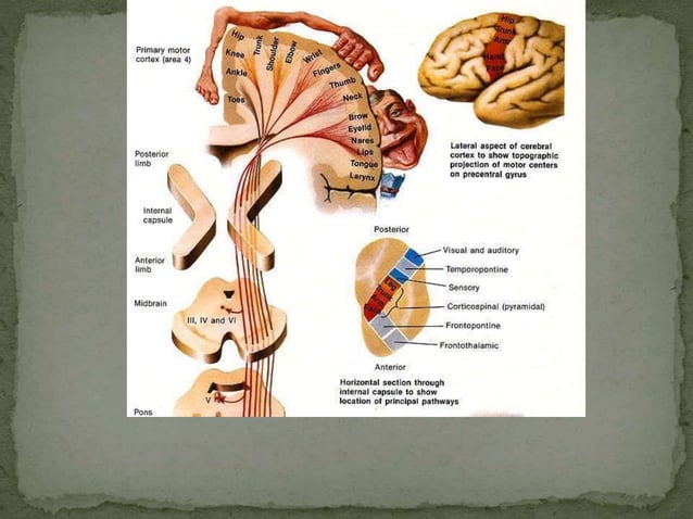 Motor tracts of brain and spinal cord | PPTX | Brain and Nervous System ...