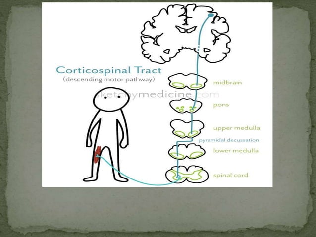 Motor tracts of brain and spinal cord | PPTX | Brain and Nervous System ...