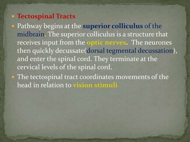 Motor tracts of brain and spinal cord | PPTX | Brain and Nervous System ...