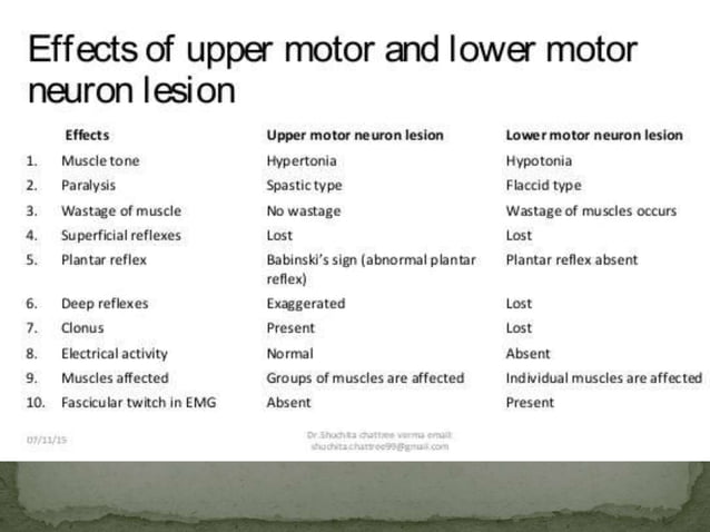 Motor tracts of brain and spinal cord | PPTX | Brain and Nervous System ...