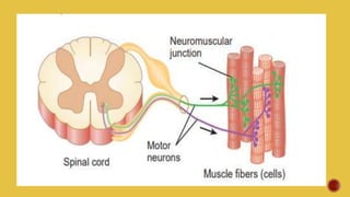  SPINAL CORD – IT HELPS IN SENDING IMPULSES TO THE MOTOR
NEURON FOR A CONTRACTION.
 MOTOR NEURON – IT CARRIES THE IMPULS...