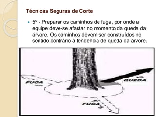 Técnicas Seguras de Corte
 5º - Preparar os caminhos de fuga, por onde a
equipe deve-se afastar no momento da queda da
árvore. Os caminhos devem ser construídos no
sentido contrário à tendência de queda da árvore.
 