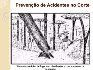 Prevenção de Acidentes no Corte
Usando caminho de fuga sem obstáculos e com motosserra
desligada.
 
