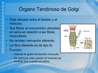 Órgano Tendinoso de Golgi
• Está ubicado entre el tendón y el
músculo.
• Sus fibras se encuentran ubicadas
en serie en relación a las fibras
musculares.
• No reciben inervación eferente.
• La fibra aferente es de tipo Ib.
• Función:
– Detecta el grado de tensión muscular.
– Se estimula mas cuando el músculo se
contrae que cuando se estira.
 