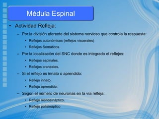 • Actividad Refleja:
– Por la división eferente del sistema nervioso que controla la respuesta:
• Reflejos autonómicos (reflejos viscerales)
• Reflejos Somáticos.
– Por la localización del SNC donde es integrado el reflejos:
• Reflejos espinales.
• Reflejos craneales.
– Si el reflejo es innato o aprendido:
• Reflejo innato.
• Reflejo aprendido.
– Según el número de neuronas en la vía refleja:
• Reflejo monosináptico.
• Reflejo polisináptico
Médula Espinal
 