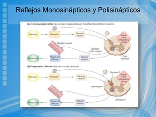 Reflejos Monosinápticos y Polisinápticos
 