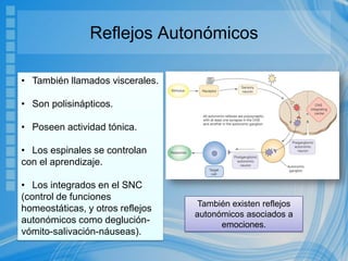 Reflejos Autonómicos
• También llamados viscerales.
• Son polisinápticos.
• Poseen actividad tónica.
• Los espinales se controlan
con el aprendizaje.
• Los integrados en el SNC
(control de funciones
homeostáticas, y otros reflejos
autonómicos como deglución-
vómito-salivación-náuseas).
También existen reflejos
autonómicos asociados a
emociones.
 