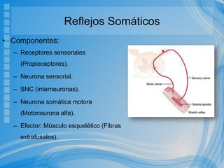 Reflejos Somáticos
• Componentes:
– Receptores sensoriales
(Propioceptores).
– Neurona sensorial.
– SNC (interneuronas).
– Neurona somática motora
(Motoneurona alfa).
– Efector: Músculo esquelético (Fibras
extrafusales).
 