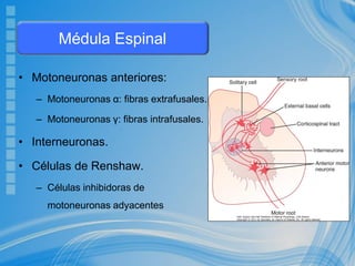 • Motoneuronas anteriores:
– Motoneuronas α: fibras extrafusales.
– Motoneuronas γ: fibras intrafusales.
• Interneuronas.
• Células de Renshaw.
– Células inhibidoras de
motoneuronas adyacentes
Médula Espinal
 
