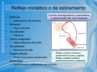 Reflejo miotático o de estiramiento
• Estimulo:
– Estiramiento del músculo.
• Receptor:
– Huso muscular.
• Vía aferente:
– Fibras Ia.
• Centro integrador:
– Astas anteriores de la ME.
• Vía eferente:
– Motoneurona alfa.
• Órgano efector:
– Fibras musculares extrafusales.
• Respuesta:
– Acortamiento o contracción del músculo.
• Reflejo miotático dinámico
(estiramiento brusco y rápido).
• Reflejo miotático estático
(estiramiento lento y sostenido)
Función amortiguadora o suavizadora,
y conservación del tono muscular
 
