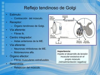 Reflejo tendinoso de Golgi
• Estimulo:
– Contracción del músculo.
• Receptor:
– Órgano tendinoso de Golgi.
• Vía aferente:
– Fibras Ib.
• Centro integrador:
– Astas anteriores de la ME.
• Vía eferente:
– Neuronas inhibidoras de ME.
– Motoneurona alfa.
• Órgano efector:
– Fibras musculares extrafusales.
• Respuesta:
– Relajación del músculo.
Importancia:
Impide el desarrollo de tensión
muscular excesiva en el
propio músculo
(retroalimentación negativa)
 