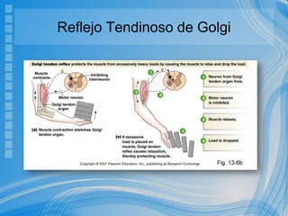 Reflejo Tendinoso de Golgi
 