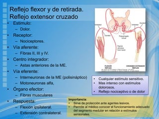 Reflejo flexor y de retirada.
Reflejo extensor cruzado
• Estimulo:
– Dolor.
• Receptor:
– Nociceptores.
• Vía aferente:
– Fibras II, III y IV.
• Centro integrador:
– Astas anteriores de la ME.
• Vía eferente:
– Interneuronas de la ME (polisináptico)
– Motoneuronas alfa,
• Órgano efector:
– Fibras musculares
• Respuesta:
– Flexión ipsilateral.
– Extensión contralateral.
• Cualquier estímulo sensitivo.
• Mas intenso con estímulos
dolorosos.
• Reflejo nociceptivo o de dolor
Importancia:
• Sirve de protección ante agentes lesivos.
• Permite al médico conocer el funcionamiento adecuado
del segmento medular en relación a estímulos
sensoriales.
 