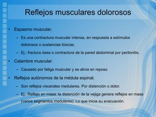 Reflejos musculares dolorosos
• Espasmo muscular.
– Es una contractura muscular intensa, en respuesta a estímulos
dolorosos o sustancias tóxicas.
– Ej.: fractura ósea o contractura de la pared abdominal por peritonitis.
• Calambre muscular.
– Causado por fatiga muscular y se alivia en reposo
• Reflejos autónomos de la médula espinal.
– Son reflejos viscerales medulares. Por distención o dolor.
– Ej.: Reflejo en masa: la distención de la vejiga genera reflejos en masa
(varios segmentos medulares). Lo que inicia su evacuación.
 