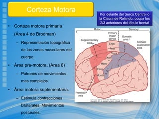 • Corteza motora primaria
(Área 4 de Brodman)
– Representación topográfica
de las zonas musculares del
cuerpo.
• Área pre-motora. (Área 6)
– Patrones de movimientos
mas complejos.
• Área motora suplementaria.
– Estimula contracciones
bilaterales. Movimientos
posturales.
Corteza Motora Por delante del Surco Central o
la Cisura de Rolando, ocupa los
2/3 anteriores del lóbulo frontal
 