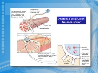 Anatomía de la Unión
Neuromuscular
 