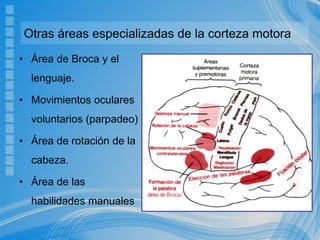 Otras áreas especializadas de la corteza motora
• Área de Broca y el
lenguaje.
• Movimientos oculares
voluntarios (parpadeo)
• Área de rotación de la
cabeza.
• Área de las
habilidades manuales
 