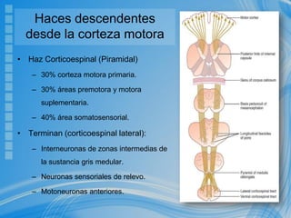 Haces descendentes
desde la corteza motora
• Haz Corticoespinal (Piramidal)
– 30% corteza motora primaria.
– 30% áreas premotora y motora
suplementaria.
– 40% área somatosensorial.
• Terminan (corticoespinal lateral):
– Interneuronas de zonas intermedias de
la sustancia gris medular.
– Neuronas sensoriales de relevo.
– Motoneuronas anteriores.
 