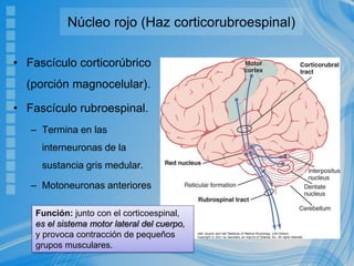 Núcleo rojo (Haz corticorubroespinal)
• Fascículo corticorúbrico
(porción magnocelular).
• Fascículo rubroespinal.
– Termina en las
interneuronas de la
sustancia gris medular.
– Motoneuronas anteriores
Función: junto con el corticoespinal,
es el sistema motor lateral del cuerpo,
y provoca contracción de pequeños
grupos musculares.
 