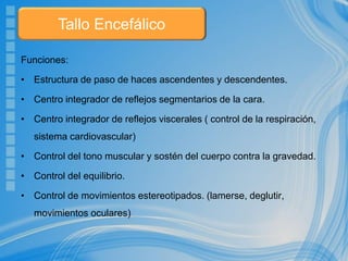 Funciones:
• Estructura de paso de haces ascendentes y descendentes.
• Centro integrador de reflejos segmentarios de la cara.
• Centro integrador de reflejos viscerales ( control de la respiración,
sistema cardiovascular)
• Control del tono muscular y sostén del cuerpo contra la gravedad.
• Control del equilibrio.
• Control de movimientos estereotipados. (lamerse, deglutir,
movimientos oculares)
Tallo Encefálico
 