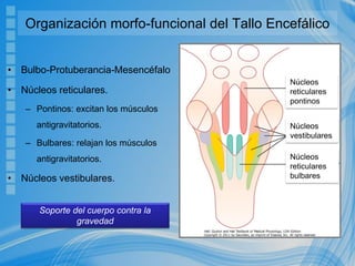 Organización morfo-funcional del Tallo Encefálico
• Bulbo-Protuberancia-Mesencéfalo
• Núcleos reticulares.
– Pontinos: excitan los músculos
antigravitatorios.
– Bulbares: relajan los músculos
antigravitatorios.
• Núcleos vestibulares.
Núcleos
reticulares
pontinos
Núcleos
vestibulares
Núcleos
reticulares
bulbares
Soporte del cuerpo contra la
gravedad
 