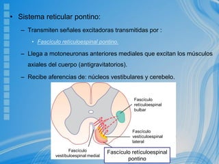 • Sistema reticular pontino:
– Transmiten señales excitadoras transmitidas por :
• Fascículo retículoespinal pontino.
– Llega a motoneuronas anteriores mediales que excitan los músculos
axiales del cuerpo (antigravitatorios).
– Recibe aferencias de: núcleos vestibulares y cerebelo.
Fascículo
retículoespinal
bulbar
Fascículo
vestículoespinal
lateral
Fascículo
vestíbuloespinal medial
Fascículo retículoespinal
pontino
 