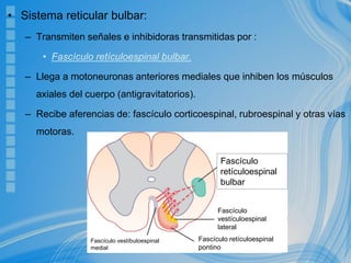 • Sistema reticular bulbar:
– Transmiten señales e inhibidoras transmitidas por :
• Fascículo retículoespinal bulbar.
– Llega a motoneuronas anteriores mediales que inhiben los músculos
axiales del cuerpo (antigravitatorios).
– Recibe aferencias de: fascículo corticoespinal, rubroespinal y otras vías
motoras.
Fascículo
retículoespinal
bulbar
Fascículo
vestículoespinal
lateral
Fascículo retículoespinal
pontino
Fascículo vestíbuloespinal
medial
 