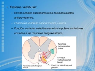 • Sistema vestibular:
– Envían señales excitadoras a los músculos axiales
antigravitatorios.
– Fascículos vestíbulo espinal medial y lateral.
– Función: controlar selectivamente los impulsos excitadores
enviados a los músculos antigravitatorios.
Fascículo
retículoespinal
bulbar
Fascículo
vestículoespinal
lateral
Fascículo vestíbuloespinal
medial
Fascículo retículoespinal
pontino
 