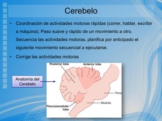 Cerebelo
• Coordinación de actividades motoras rápidas (correr, hablar, escribir
a máquina). Paso suave y rápido de un movimiento a otro.
Secuencia las actividades motoras, planifica por anticipado el
siguiente movimiento secuencial a ejecutarse.
• Corrige las actividades motoras
Anatomía del
Cerebelo
 