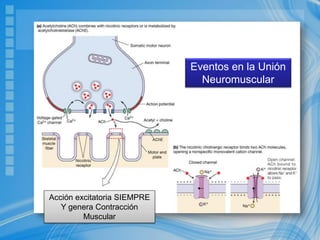 Eventos en la Unión
Neuromuscular
Acción excitatoria SIEMPRE
Y genera Contracción
Muscular
 