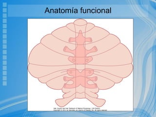 Anatomía funcional
 