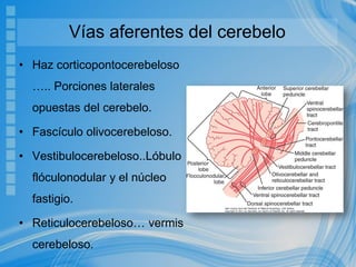 Vías aferentes del cerebelo
• Haz corticopontocerebeloso
….. Porciones laterales
opuestas del cerebelo.
• Fascículo olivocerebeloso.
• Vestibulocerebeloso..Lóbulo
flóculonodular y el núcleo
fastigio.
• Reticulocerebeloso… vermis
cerebeloso.
 