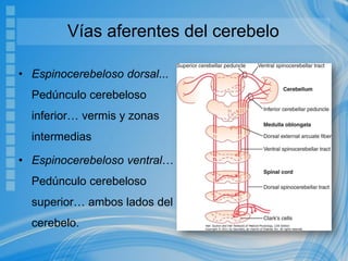 Vías aferentes del cerebelo
• Espinocerebeloso dorsal...
Pedúnculo cerebeloso
inferior… vermis y zonas
intermedias
• Espinocerebeloso ventral…
Pedúnculo cerebeloso
superior… ambos lados del
cerebelo.
 