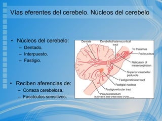 Vías eferentes del cerebelo. Núcleos del cerebelo
• Núcleos del cerebelo:
– Dentado.
– Interpuesto.
– Fastigio.
• Reciben aferencias de:
– Corteza cerebelosa.
– Fascículos sensitivos.
 