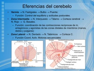 Eferencias del cerebelo
• Vermis  N. Fastigiales  Bulbo  Puente:
– Función: Control del equilibrio y actitudes posturales.
• Zona Intermedia  N. Interpuesto  Tálamo  Corteza cerebral 
N. Rojo  G. Basales.
– Función: coordinación de las contracciones recíprocas de m.
antagónicos y agonistas de las zonas distales de miembros (manos,
dedos y pulgares)
• Zona Lateral  N. Dentado  N. Talámicos  Corteza C.
– Función Coord. Activ. Motoras secuenciales
 