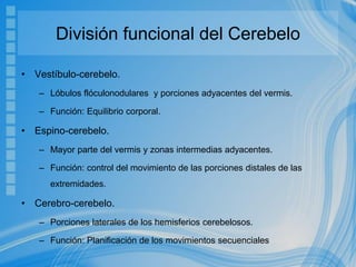 División funcional del Cerebelo
• Vestíbulo-cerebelo.
– Lóbulos flóculonodulares y porciones adyacentes del vermis.
– Función: Equilibrio corporal.
• Espino-cerebelo.
– Mayor parte del vermis y zonas intermedias adyacentes.
– Función: control del movimiento de las porciones distales de las
extremidades.
• Cerebro-cerebelo.
– Porciones laterales de los hemisferios cerebelosos.
– Función: Planificación de los movimientos secuenciales
 