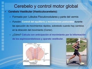 Cerebelo y control motor global
• Cerebelo Vestibular (Vestículocerebelo):
– Formado por: Lóbulos Floculonodulares y parte del vermis
– Función: Control del equilibrio y movimientos posturales durante
las ejecución de movimientos rápidos, sobretodo cuando hay cambios
en la dirección del movimiento (Correr).
– ¿Cómo? Calcula con anticipación el movimiento por la información
de los espinocerebelosos y aparato vestibular.
 