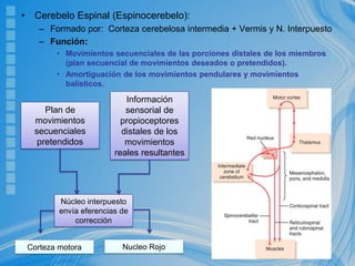 • Cerebelo Espinal (Espinocerebelo):
– Formado por: Corteza cerebelosa intermedia + Vermis y N. Interpuesto
– Función:
• Movimientos secuenciales de las porciones distales de los miembros
(plan secuencial de movimientos deseados o pretendidos).
• Amortiguación de los movimientos pendulares y movimientos
balísticos.
Plan de
movimientos
secuenciales
pretendidos
Información
sensorial de
propioceptores
distales de los
movimientos
reales resultantes
Núcleo interpuesto
envía eferencias de
corrección
Corteza motora Nucleo Rojo
 