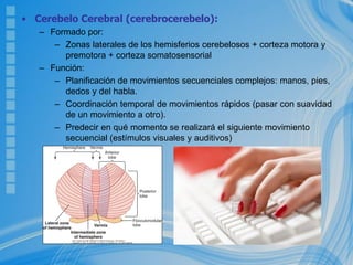 • Cerebelo Cerebral (cerebrocerebelo):
– Formado por:
– Zonas laterales de los hemisferios cerebelosos + corteza motora y
premotora + corteza somatosensorial
– Función:
– Planificación de movimientos secuenciales complejos: manos, pies,
dedos y del habla.
– Coordinación temporal de movimientos rápidos (pasar con suavidad
de un movimiento a otro).
– Predecir en qué momento se realizará el siguiente movimiento
secuencial (estímulos visuales y auditivos)
 