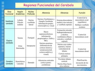 Regiones Funcionales del Cerebelo
Área
Funcional
Región
Anatómica
Núcleo
Profundo
Aferencia Eferencia Función
Vestíbulo
cerebelo
Lóbulo
Flóculo
nodular
Núcleo
vestibular
lateral
Núcleos Vestibulares y
Ganglio Vestibular.
Información propio,
exteroceptiva y visual
Sistema descendente
medial (vías retículo
y vestíbulo espinal)
Control de la
musculatura axial.
(equilibrio)
Reflejos vestíbulo
oculares
Espino
cerebelo
Vermis
Zona
Intermedia
Fastigial
Interpuesto
Haces
espinocerebelosos
información
propioceptiva (Tallo y
ME).
Núcleos pontinos
(Información de
corteza motora y
somatosensorial,
corteza auditiva y
visual)
Formación reticular
bulboprotuberancial
y núcleos
vestibulares (Haces
reticulo y vestibulo
espinal)
Control de
musculatura axial .
Núcleo rojo (rubro
espinal) y núcleo
ventrolateral de
tálamo
Corteza motora
primaria
Control de
musculatura distal.
Cerebro
cerebelo
Hemisferios
Laterales
Dentado
Aferencias corticales
cortico-ponto-
cerebelosas
Vía dento tálamo
cortical.
Núcleo Rojo hacia
oliva inferior
Planificación,
iniciación de los
movimientos.
 