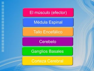 El músculo (efector)
Médula Espinal
Tallo Encefálico
Ganglios Basales
Cerebelo
Corteza Cerebral
 