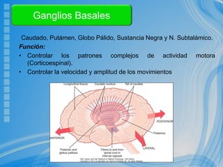 Ganglios Basales
Caudado, Putámen, Globo Pálido, Sustancia Negra y N. Subtalámico.
Función:
• Controlar los patrones complejos de actividad motora
(Corticoespinal).
• Controlar la velocidad y amplitud de los movimientos
 