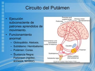 Circuito del Putámen
• Ejecución
subconsciente de
patrones aprendidos de
movimiento.
• Funcionamiento
anormal:
– Globopálido: Atetosis.
– Subtálamo: Hemibalismo.
– Putámen: Corea.
– Sustancia Negra:
Parkinson (rigidez,
acinesia, temblor).
 
