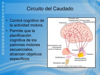 Circuito del Caudado
• Control cognitivo de
la actividad motora.
• Permite que la
planificación
cognitiva de los
patrones motores
secuenciales,
alcancen objetivos
específicos.
 