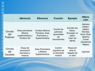 Aferencia Eferencia Función Ejemplo
Altera-
ción
Circuito
del
Putámen
Área premotora-
Motora
suplementaria y
Corteza SS
Corteza Motora
Primaria- Área
Premotora y
Suplementaria
Control de
patrones
aprendidos
de
movimientos
Escribir las
letras.
Encestar un
balón
Usar las
tijeras
Atetosis
(Globo-
pálido)
Hemiba-
lismo (Sub-
tálamo)
Corea
(Sustancia
Negra)
Circuito
del
Caudado
Áreas de
asociación
(sensitiva y
motora)
Área Premotora
y Motora
Suplementaria
Control
cognitivo de
la actividad
motora
Reacción
ante la
llegada de
un león
Agnosia
 