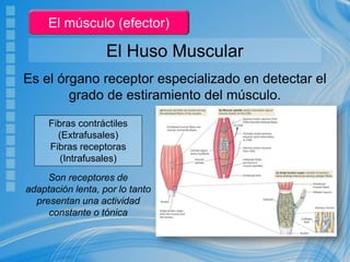 El Huso Muscular
Es el órgano receptor especializado en detectar el
grado de estiramiento del músculo.
Fibras contráctiles
(Extrafusales)
Fibras receptoras
(Intrafusales)
Son receptores de
adaptación lenta, por lo tanto
presentan una actividad
constante o tónica
El músculo (efector)
 