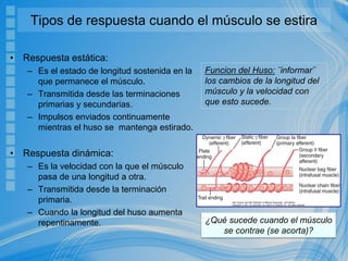 Tipos de respuesta cuando el músculo se estira
• Respuesta estática:
– Es el estado de longitud sostenida en la
que permanece el músculo.
– Transmitida desde las terminaciones
primarias y secundarias.
– Impulsos enviados continuamente
mientras el huso se mantenga estirado.
• Respuesta dinámica:
– Es la velocidad con la que el músculo
pasa de una longitud a otra.
– Transmitida desde la terminación
primaria.
– Cuando la longitud del huso aumenta
repentinamente.
Funcion del Huso: ¨informar¨
los cambios de la longitud del
músculo y la velocidad con
que esto sucede.
¿Qué sucede cuando el músculo
se contrae (se acorta)?
 