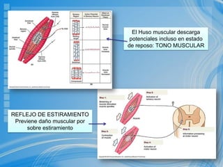 El Huso muscular descarga
potenciales incluso en estado
de reposo: TONO MUSCULAR
REFLEJO DE ESTIRAMIENTO
Previene daño muscular por
sobre estiramiento
 